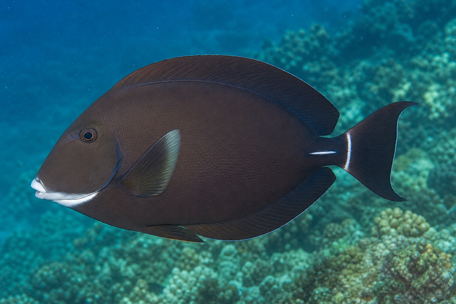 Weißmaul-Doktorfisch (Acanthurus leucocheilus)