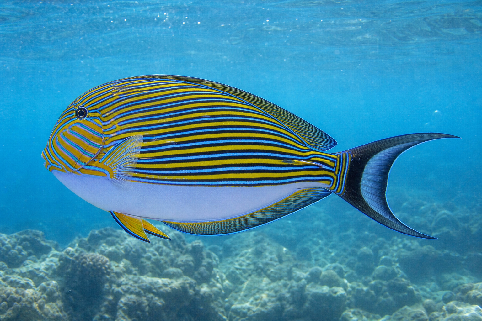 Pesce chirurgo lineato (Acanthurus lineatus)