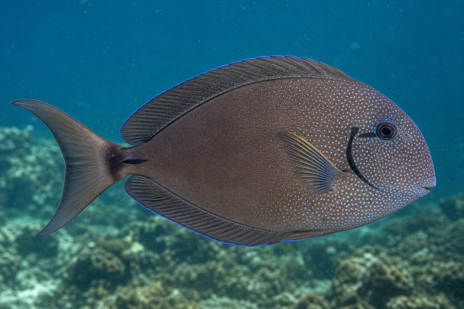 Weißgesprenkelter Doktorfisch (Acanthurus maculiceps)