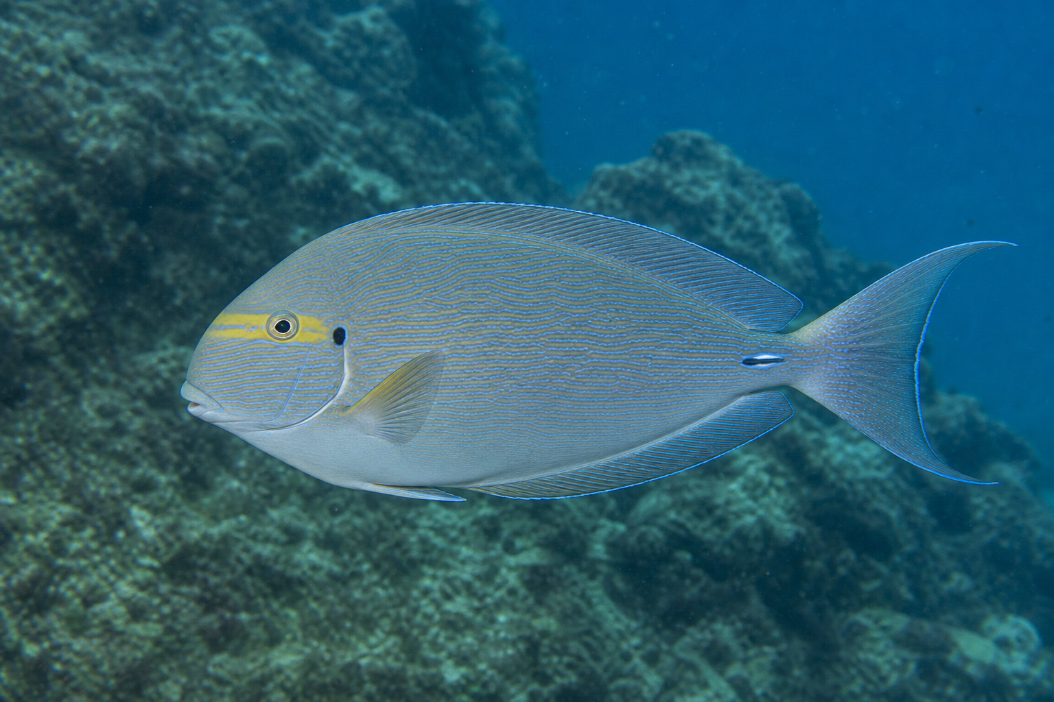 Pesce chirurgo allungato (Acanthurus mata)
