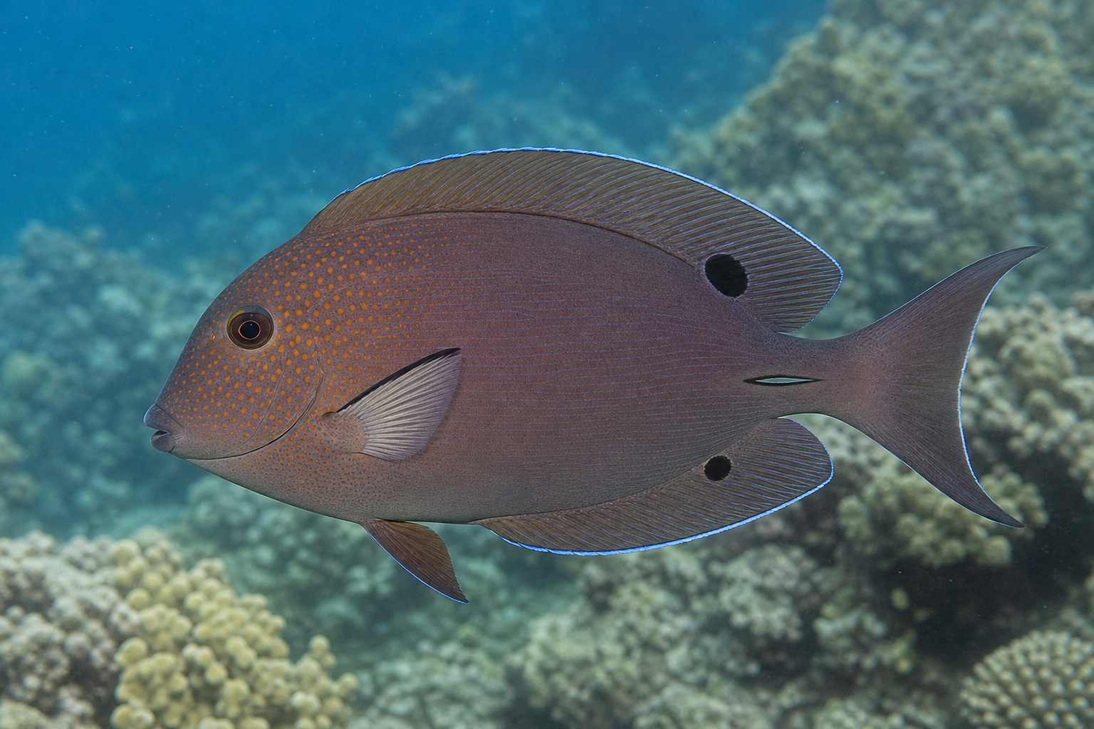Pokolec brązowy (Acanthurus nigrofuscus)