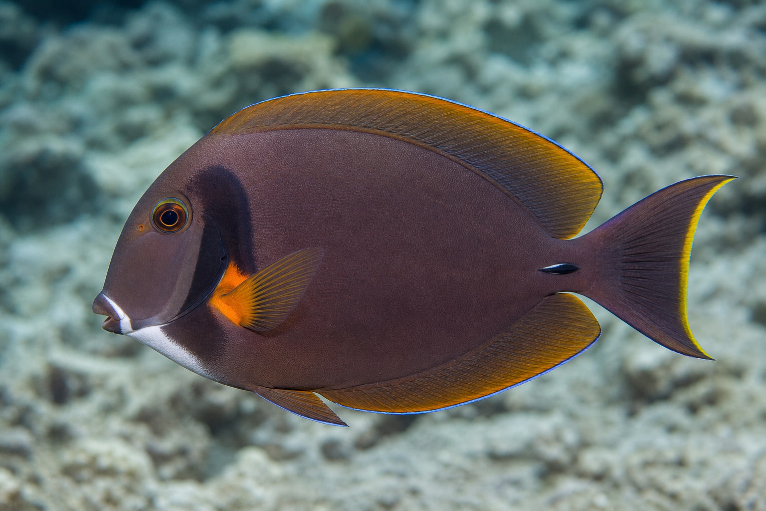 Pesce chirurgo mimetico (Acanthurus pyroferus)