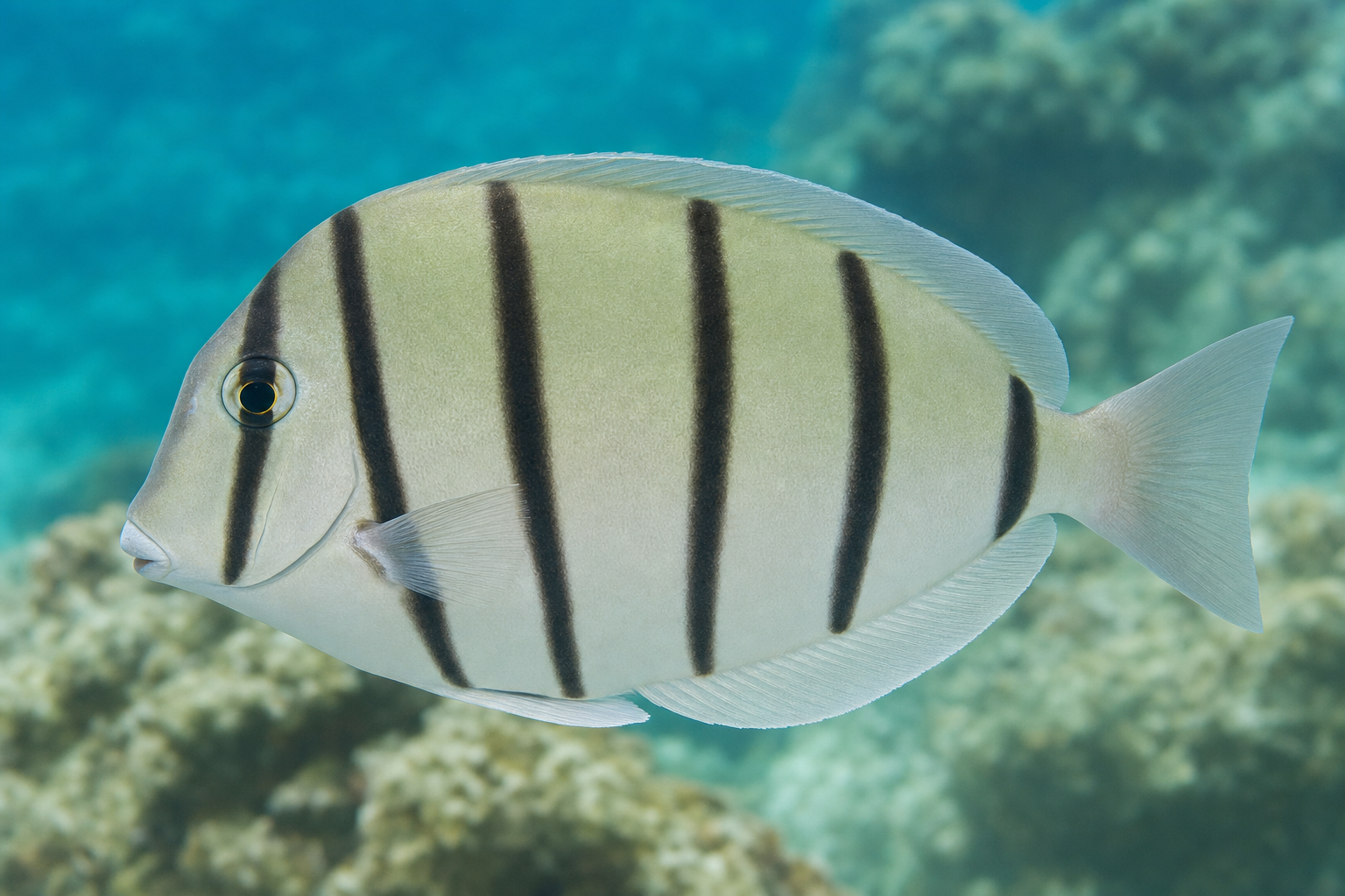 Pokolec pasiasty (Acanthurus triostegus)
