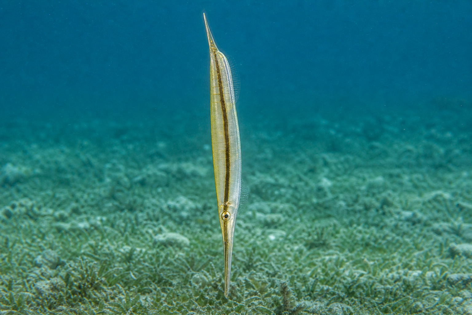 Rasiermesserfisch / Garnelenfisch (Aeoliscus strigatus)