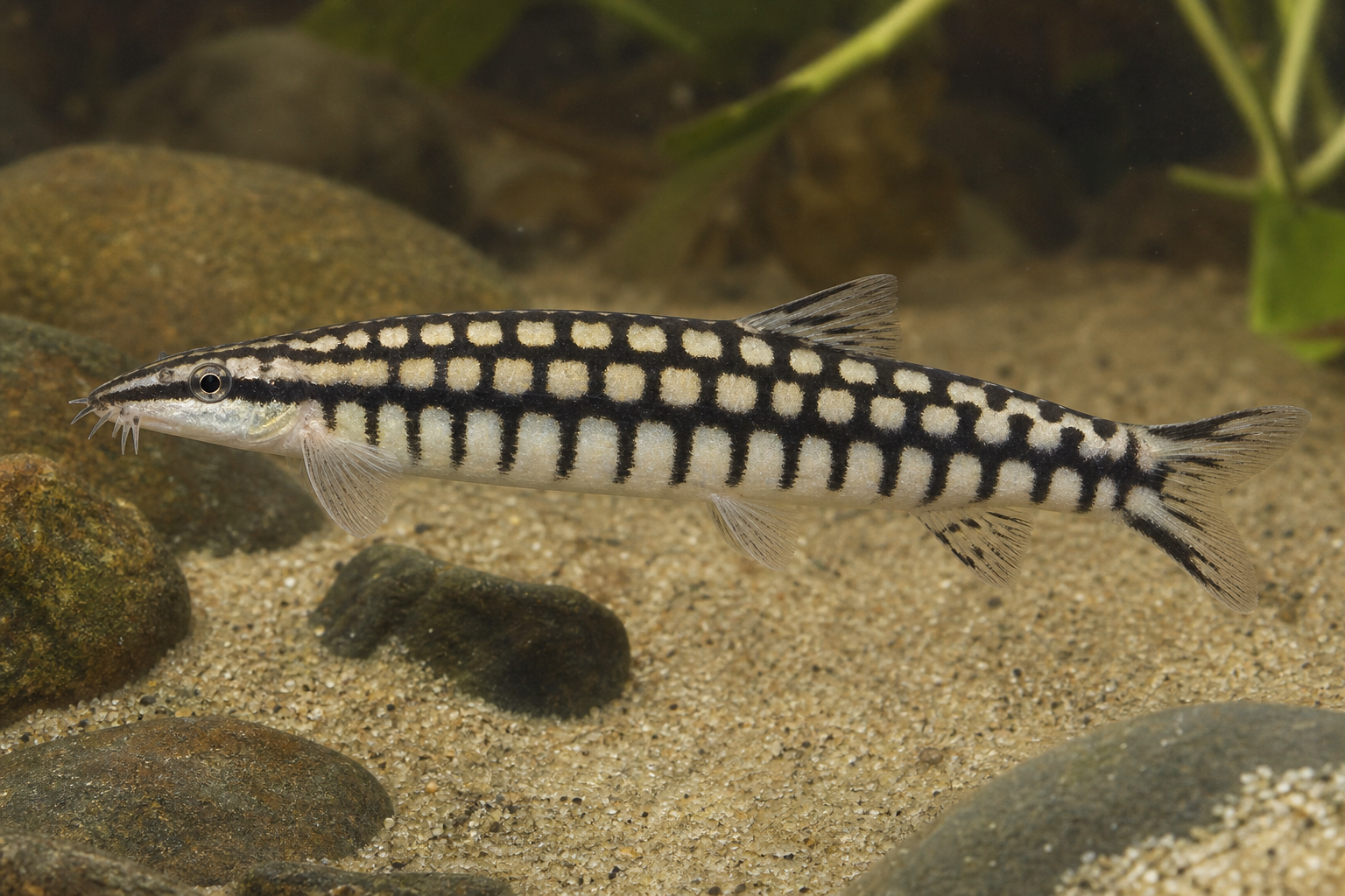 Zwergschmerle (Ambastaia sidthimunki)