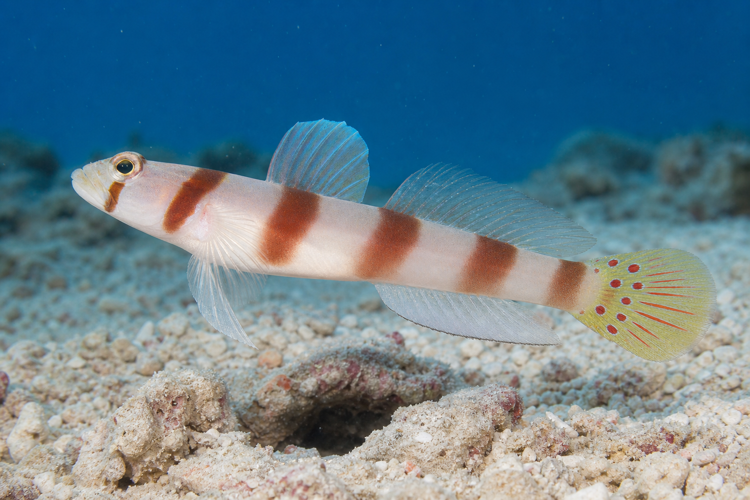 Ghiozzo dalle barre rosa (Amblyeleotris aurora)
