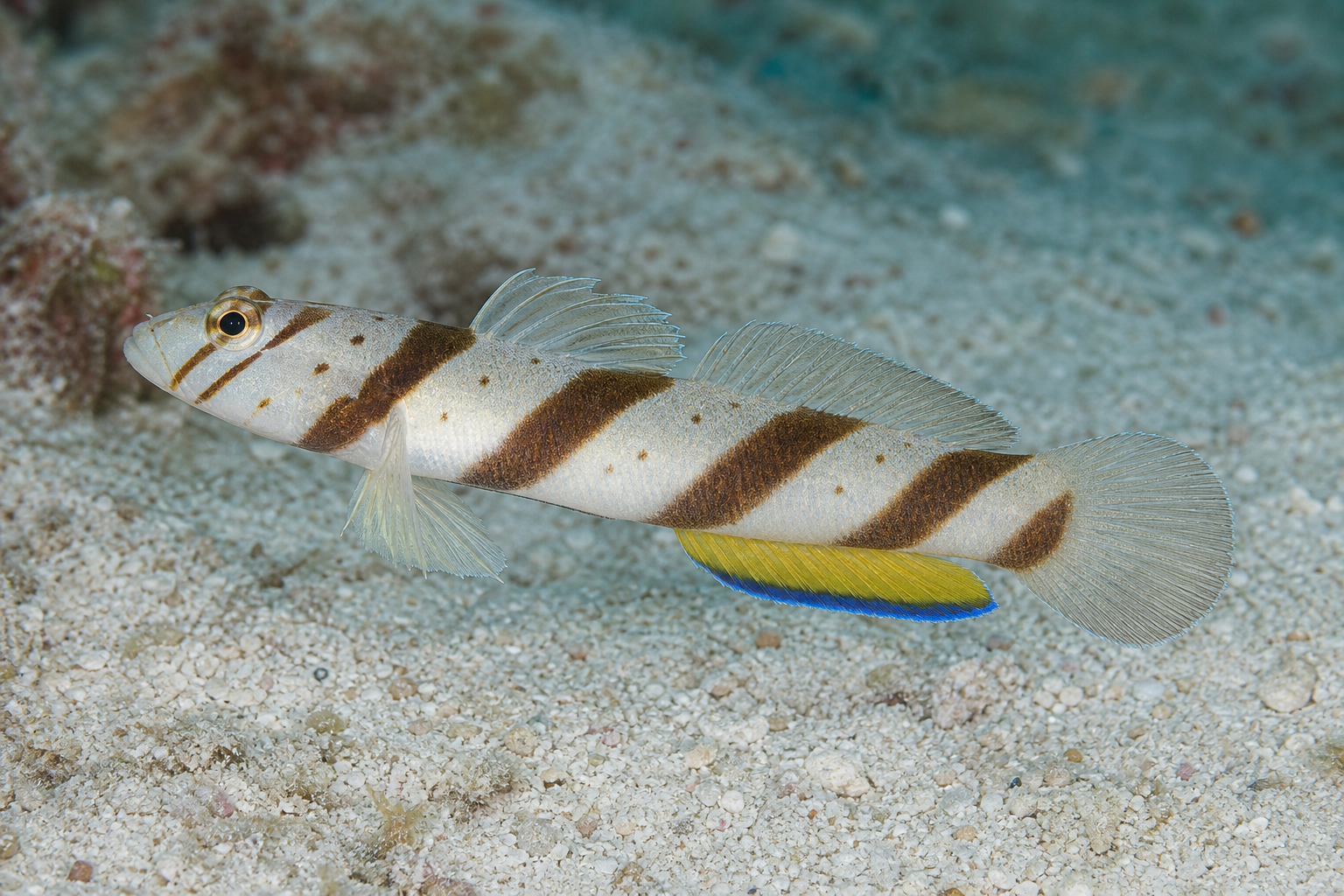 Góbio-camarão-diagonal (Amblyeleotris diagonalis)