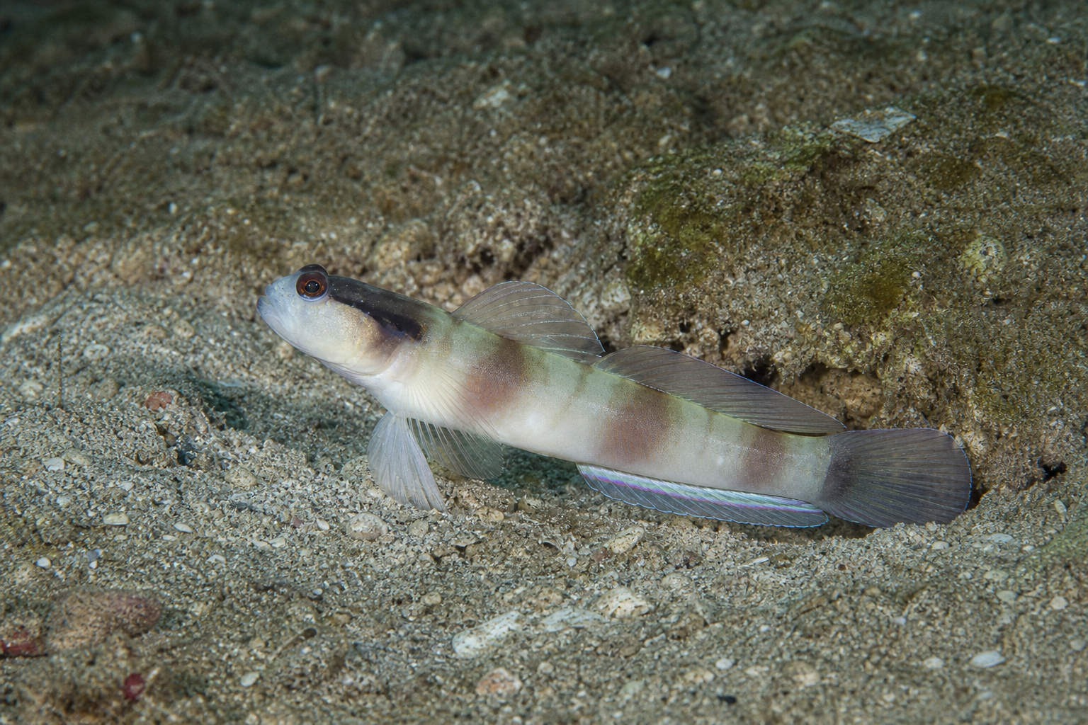 Gemaskerde garnaalgrondel (Amblyeleotris gymnocephala)