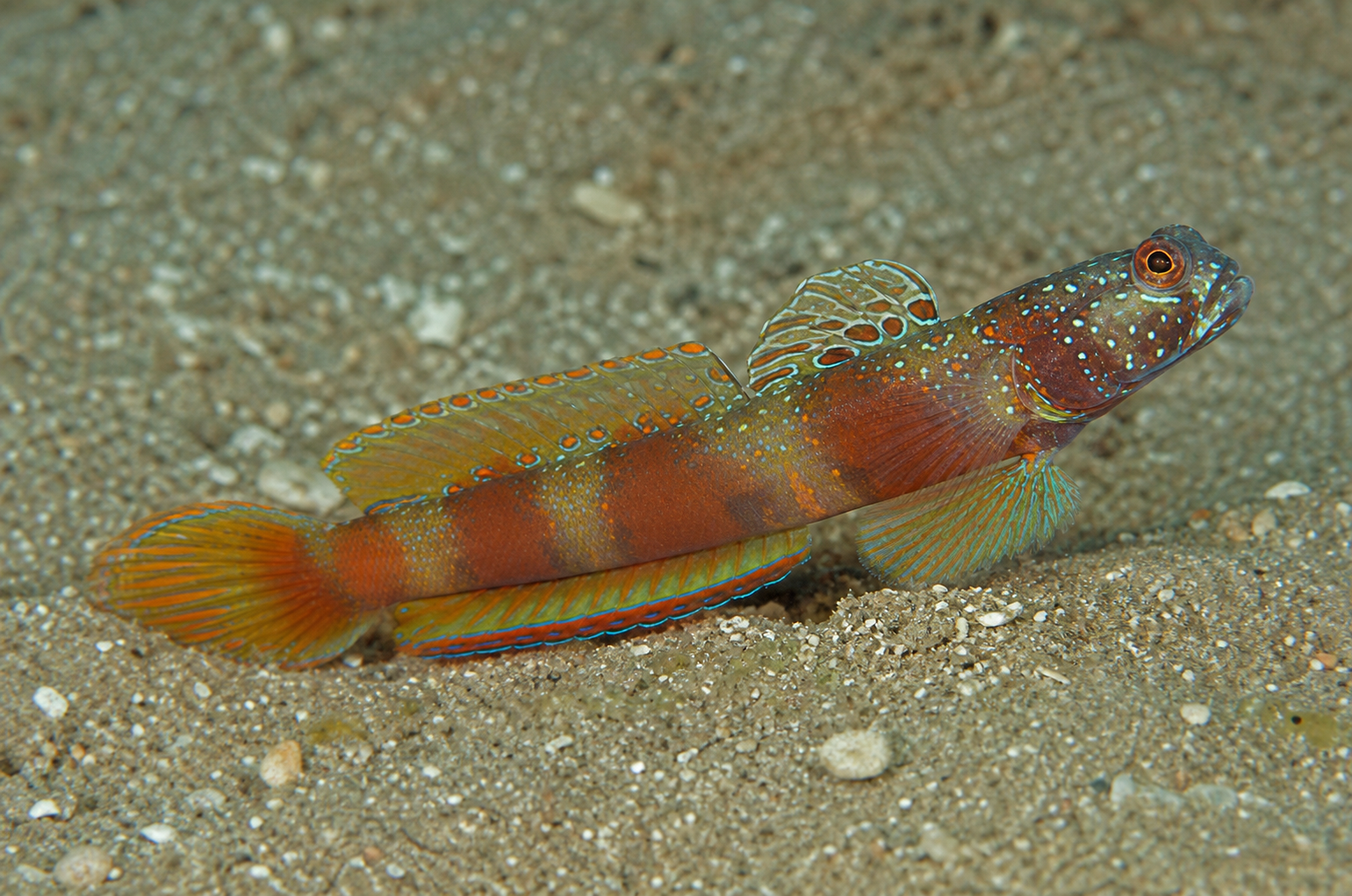 Metallic shrimpgoby