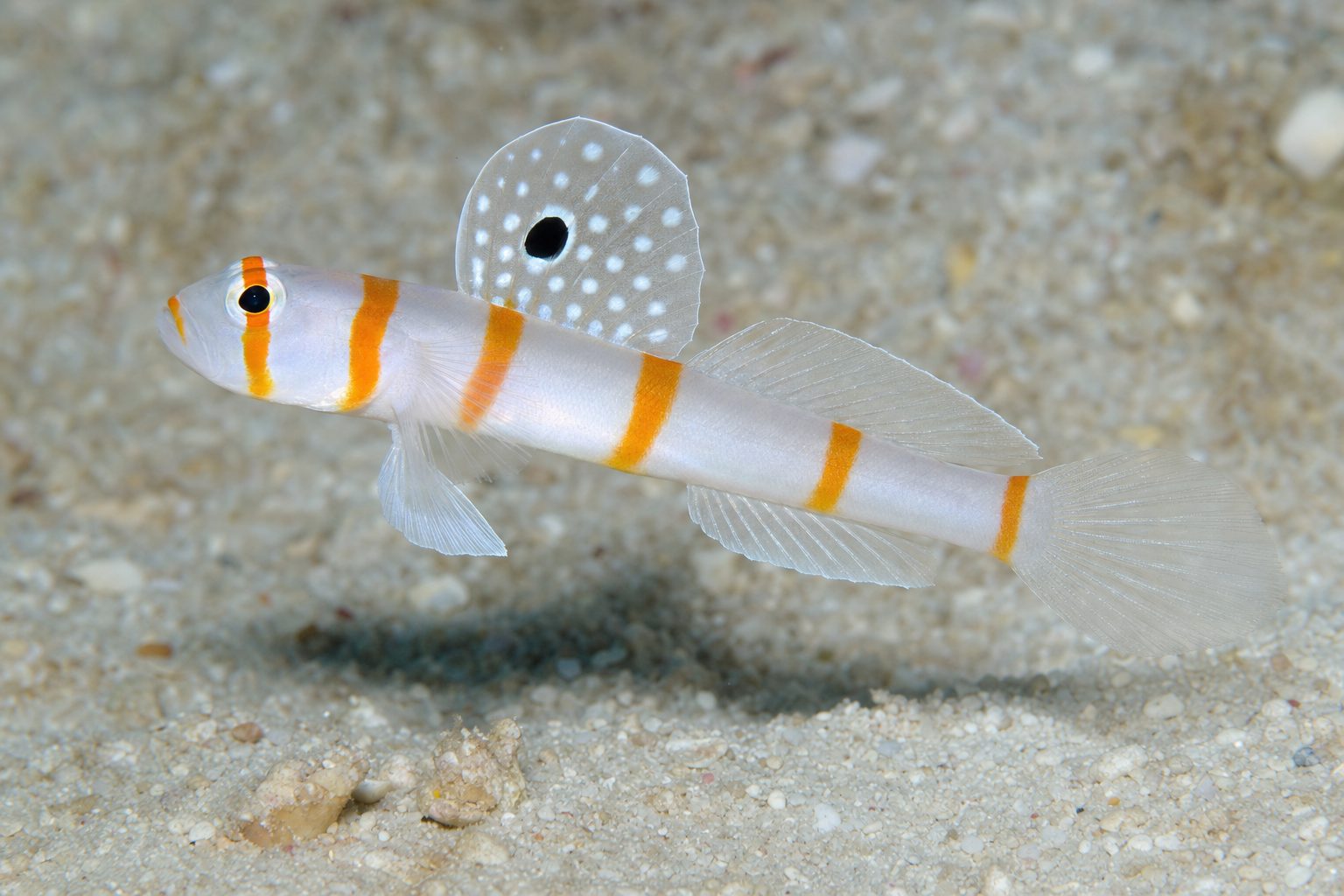 Ghiozzo gambero di Randall (Amblyeleotris randalli)
