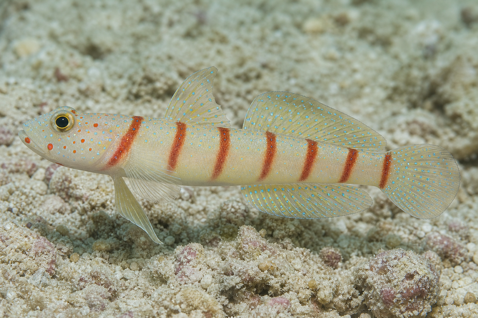 Babka krewetkowa Wheelera (Amblyeleotris wheeleri)