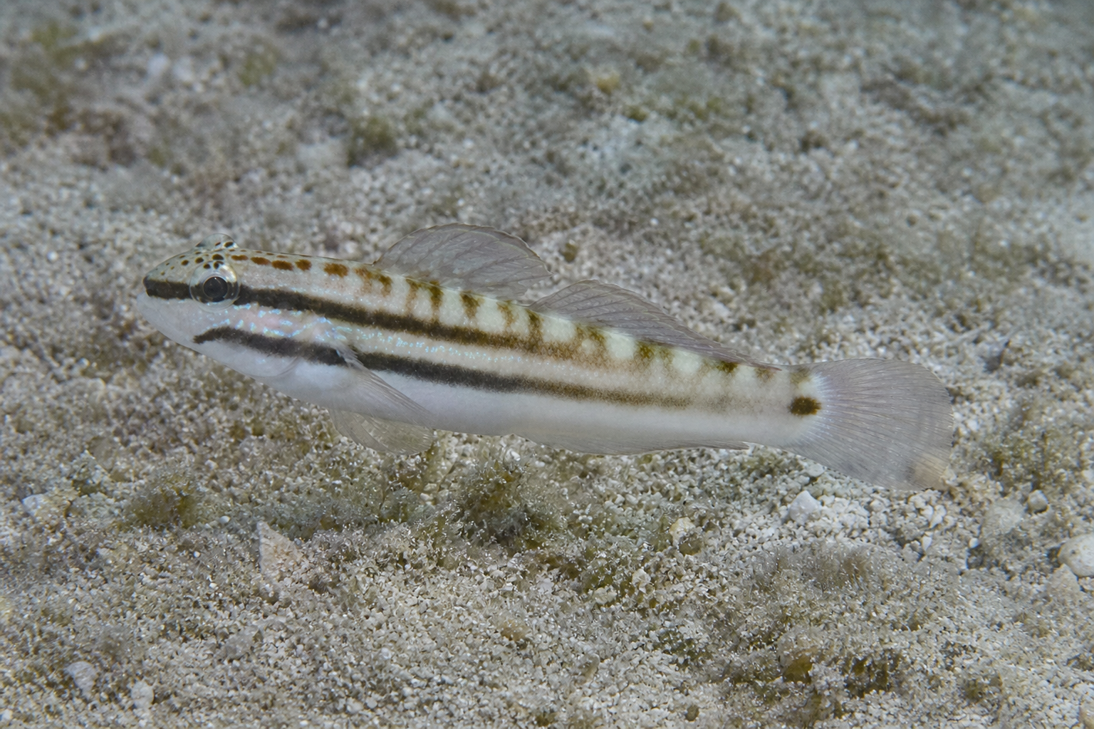 Bynoe-Grundel (Amblygobius bynoensis)
