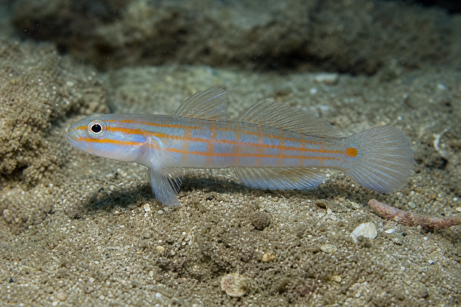 Oranjestreepgrondel (Amblygobius decussatus)
