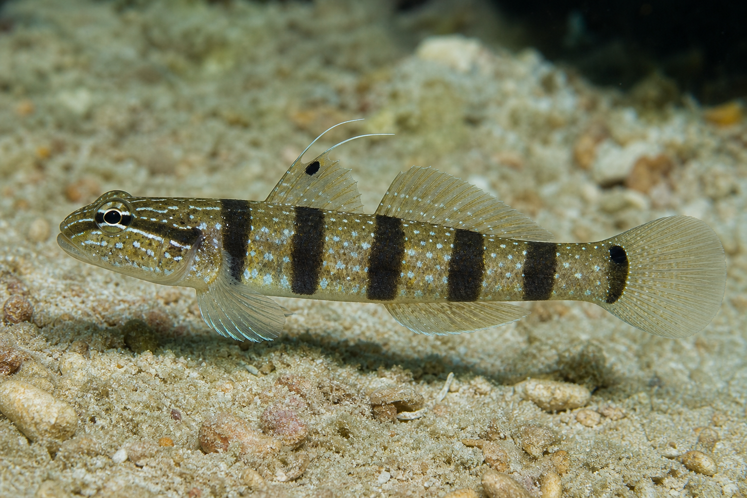 Banded sleeper goby