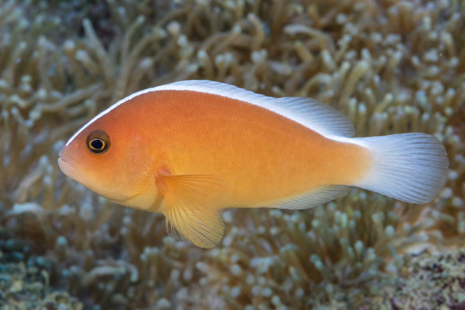 Pesce pagliaccio skunk (Amphiprion akallopisos)