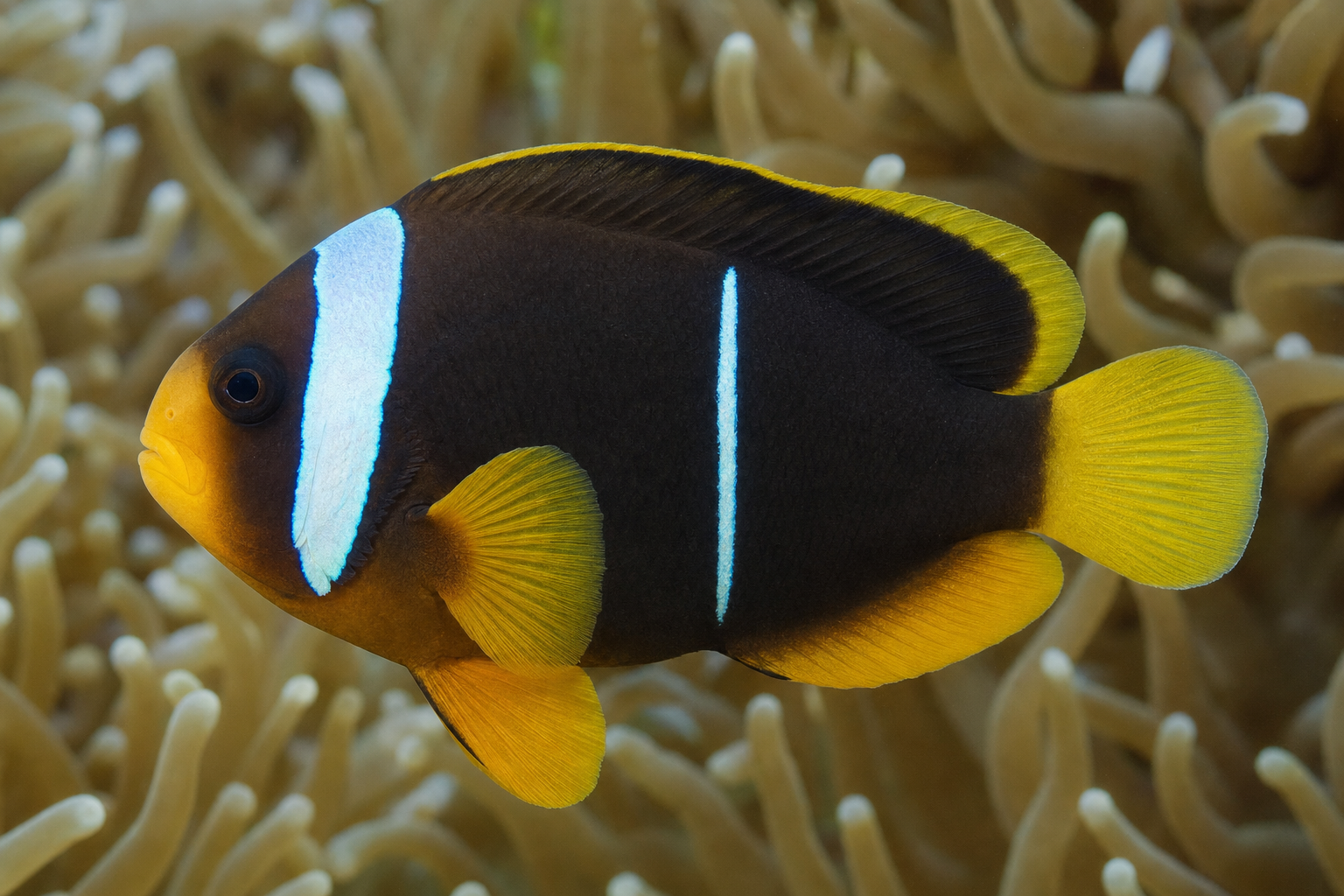 Allard's clownfish