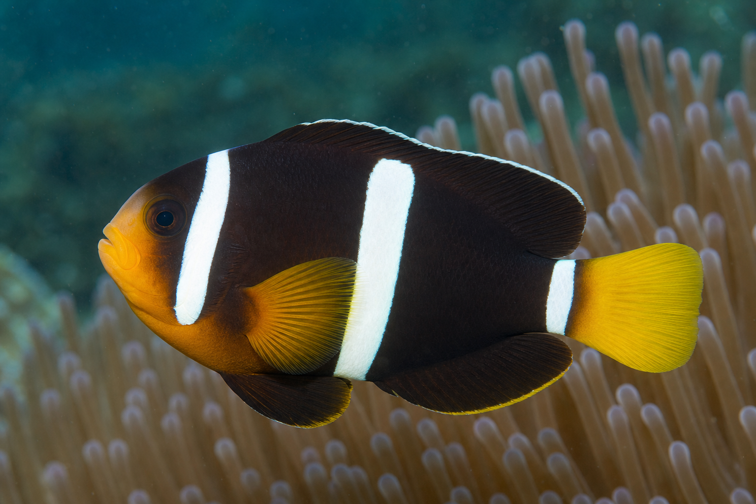 Clark's clownfish