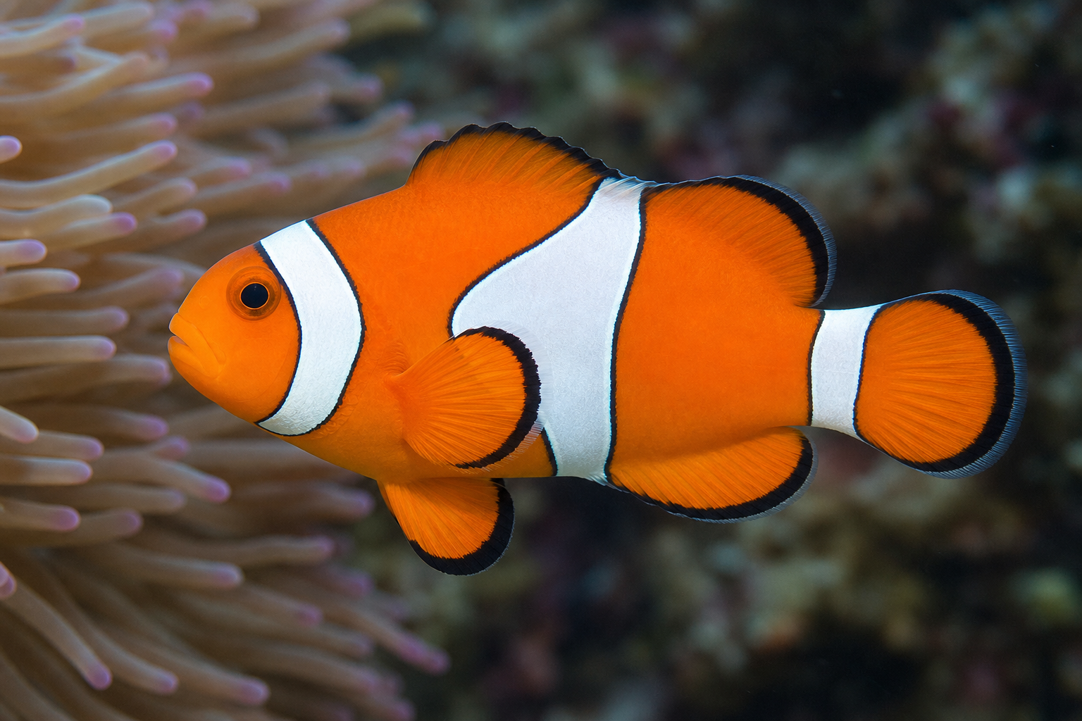 Błazenek plamisty (ocellaris) (Amphiprion ocellaris)