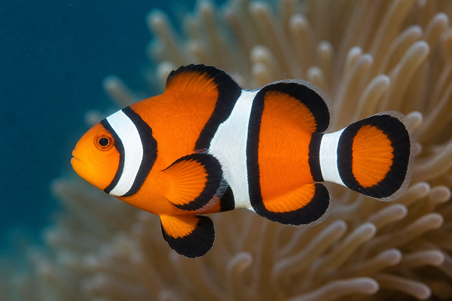 Peixe-palhaço-percula (Amphiprion percula)