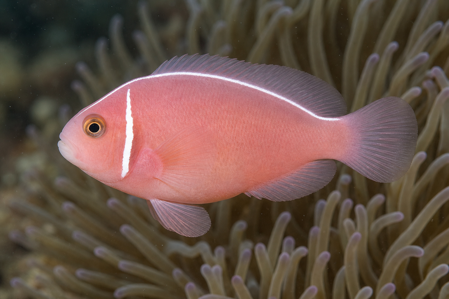 Pez payaso mofeta rosado (Amphiprion perideraion)