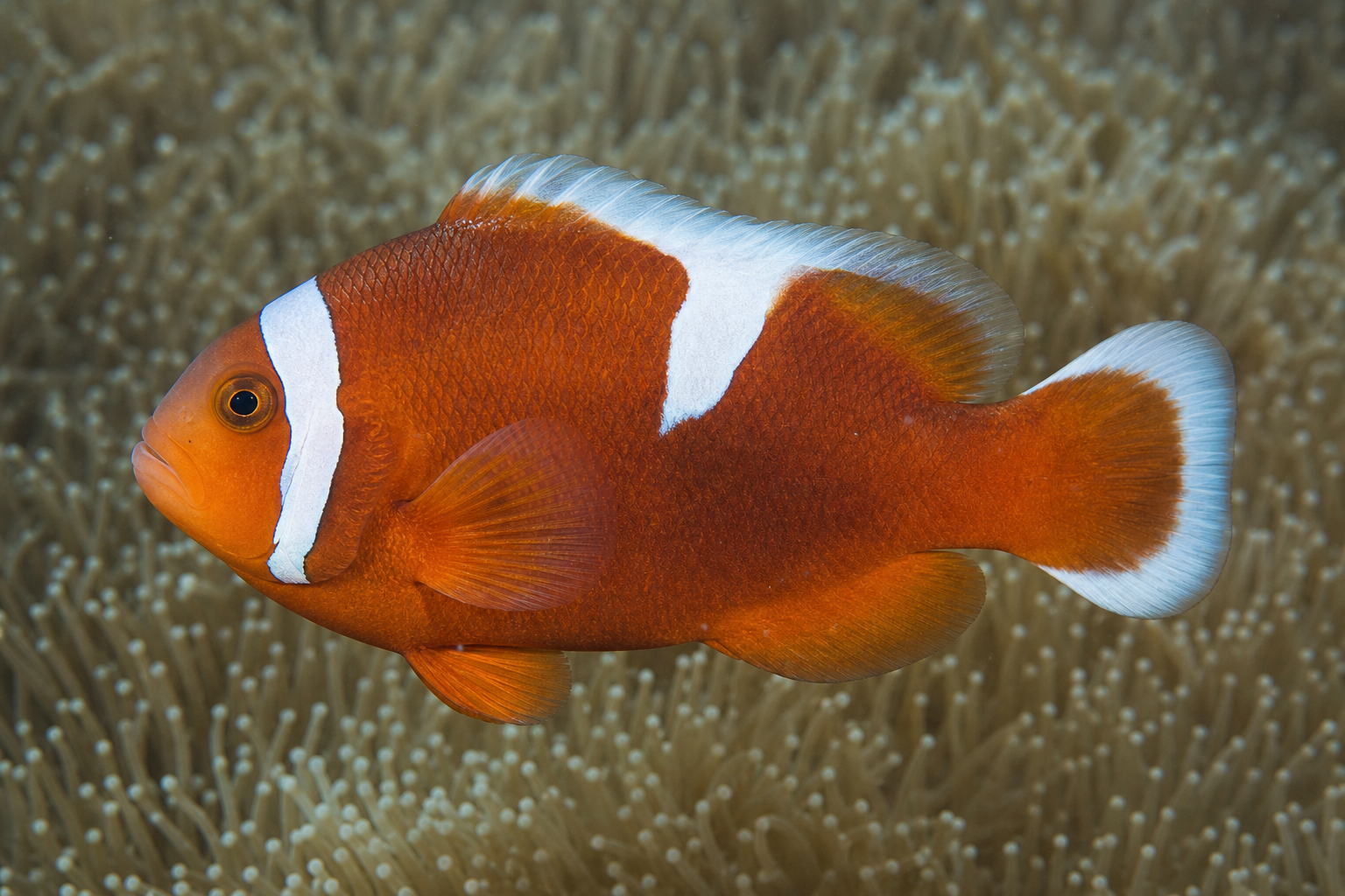 Poisson-clown à selle (Amphiprion polymnus)