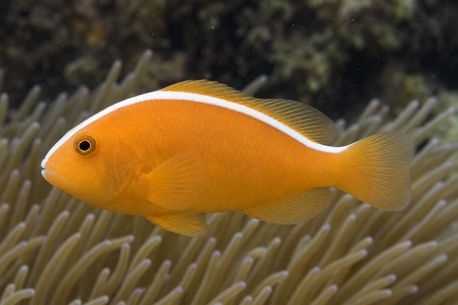 Orange skunk clownfish