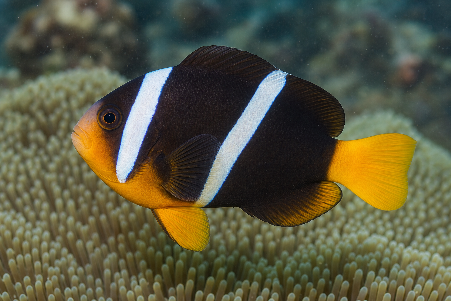 Peixe-palhaço-de-Sebae (Amphiprion sebae)