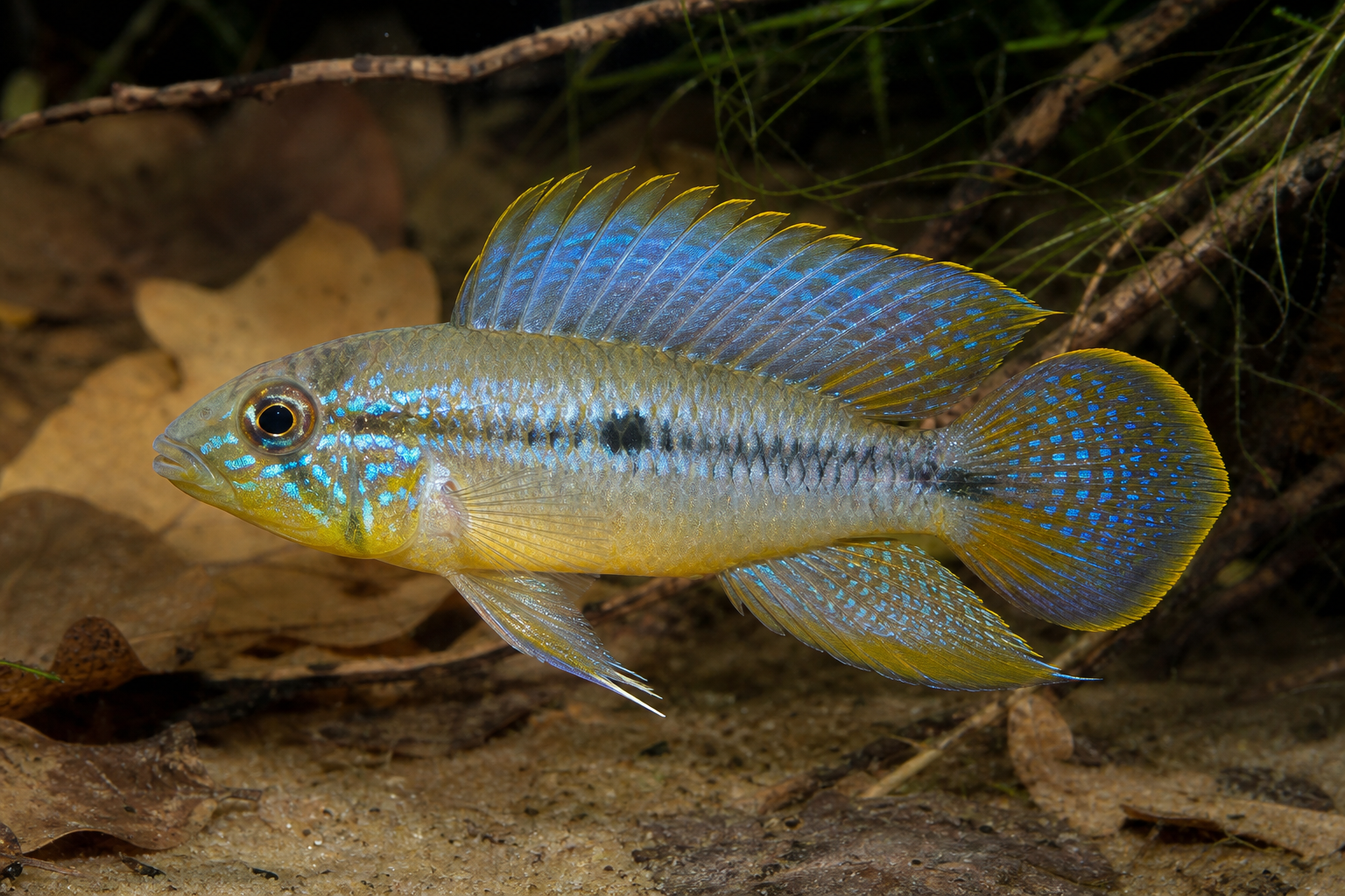 Pielęgniczka parasolowa (Apistogramma borellii)