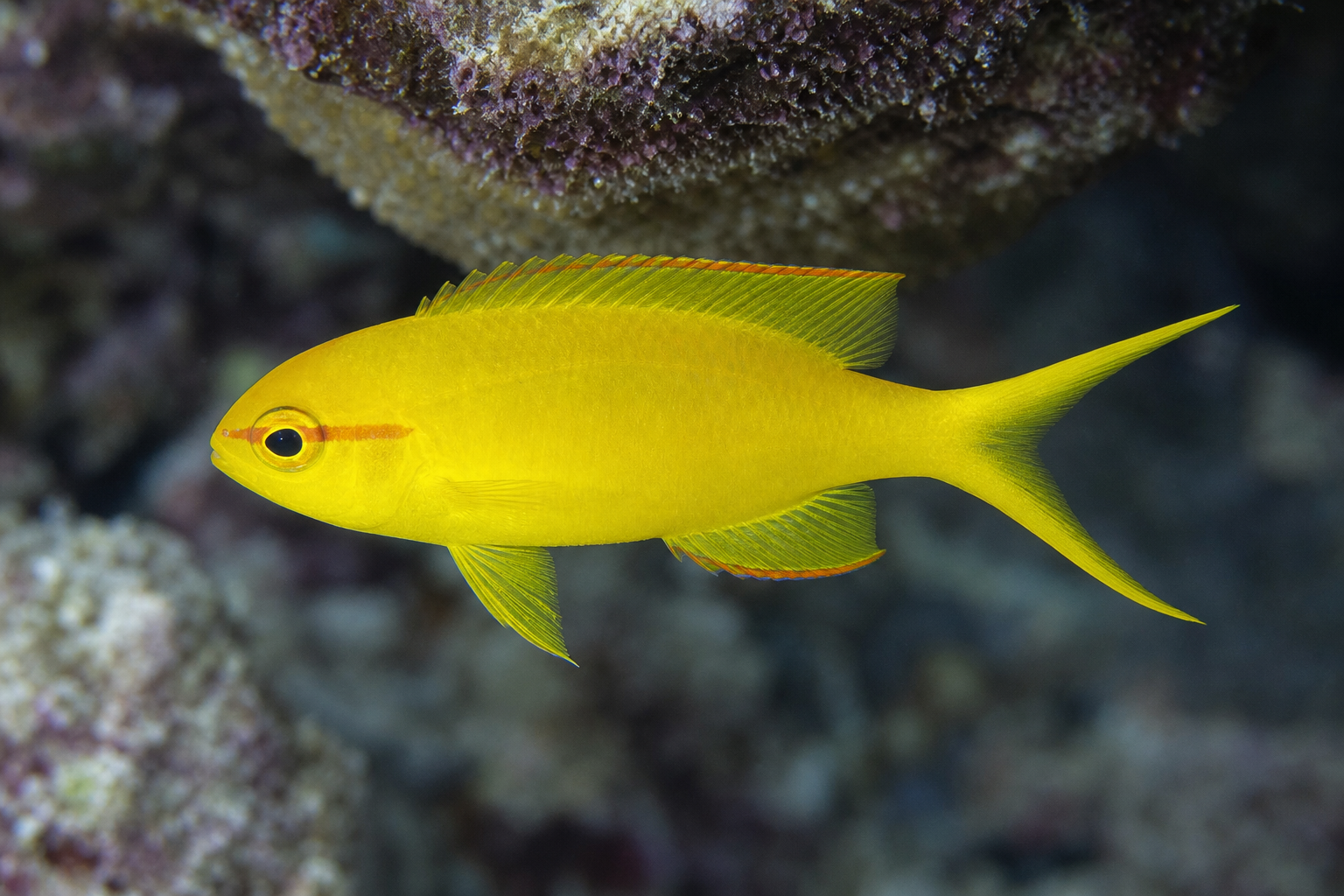 Yellow assessor (Assessor flavissimus)