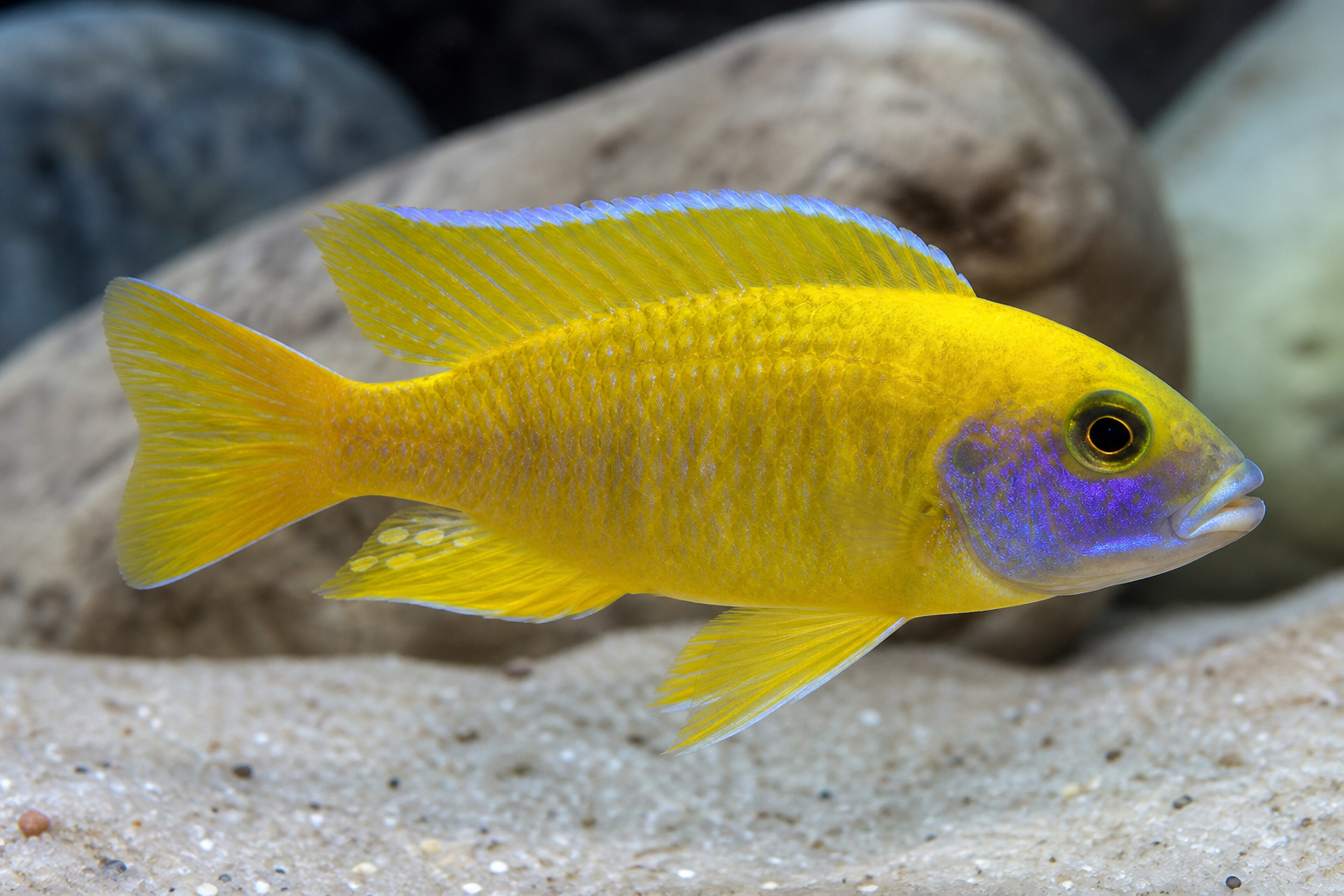 Benga Peacock