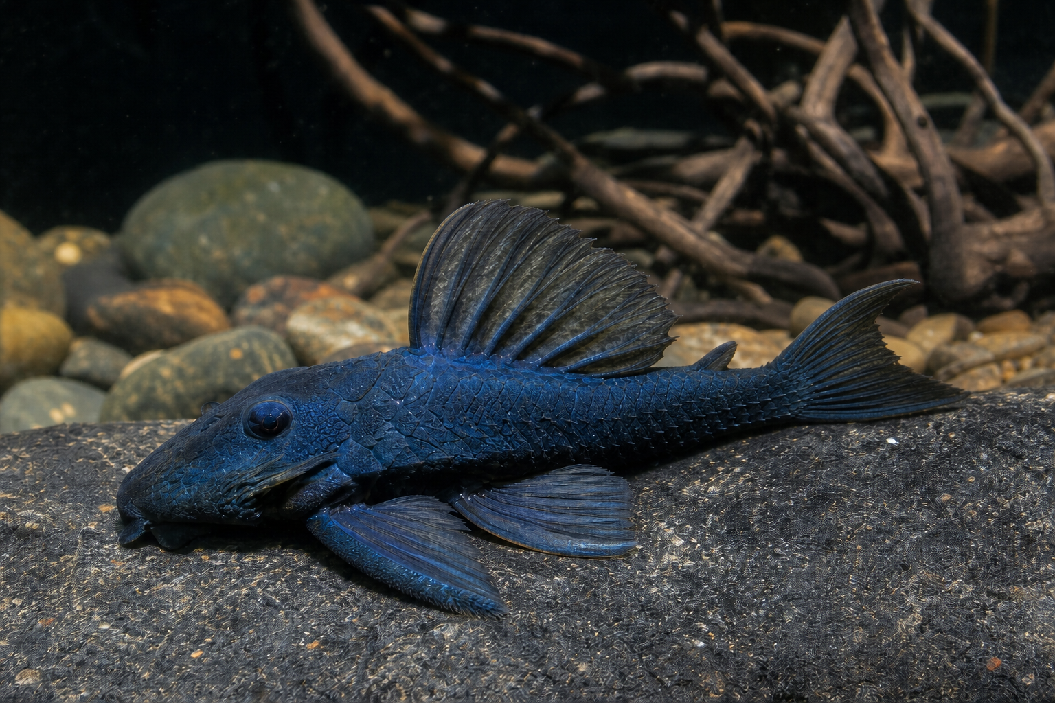 Blue Panaque (L239)