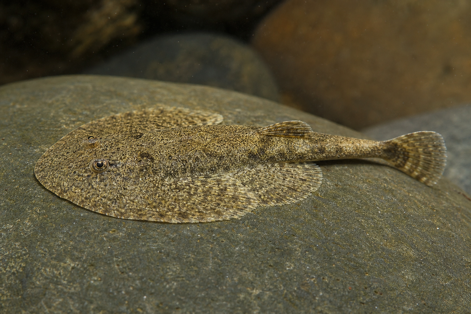 Flossensauger