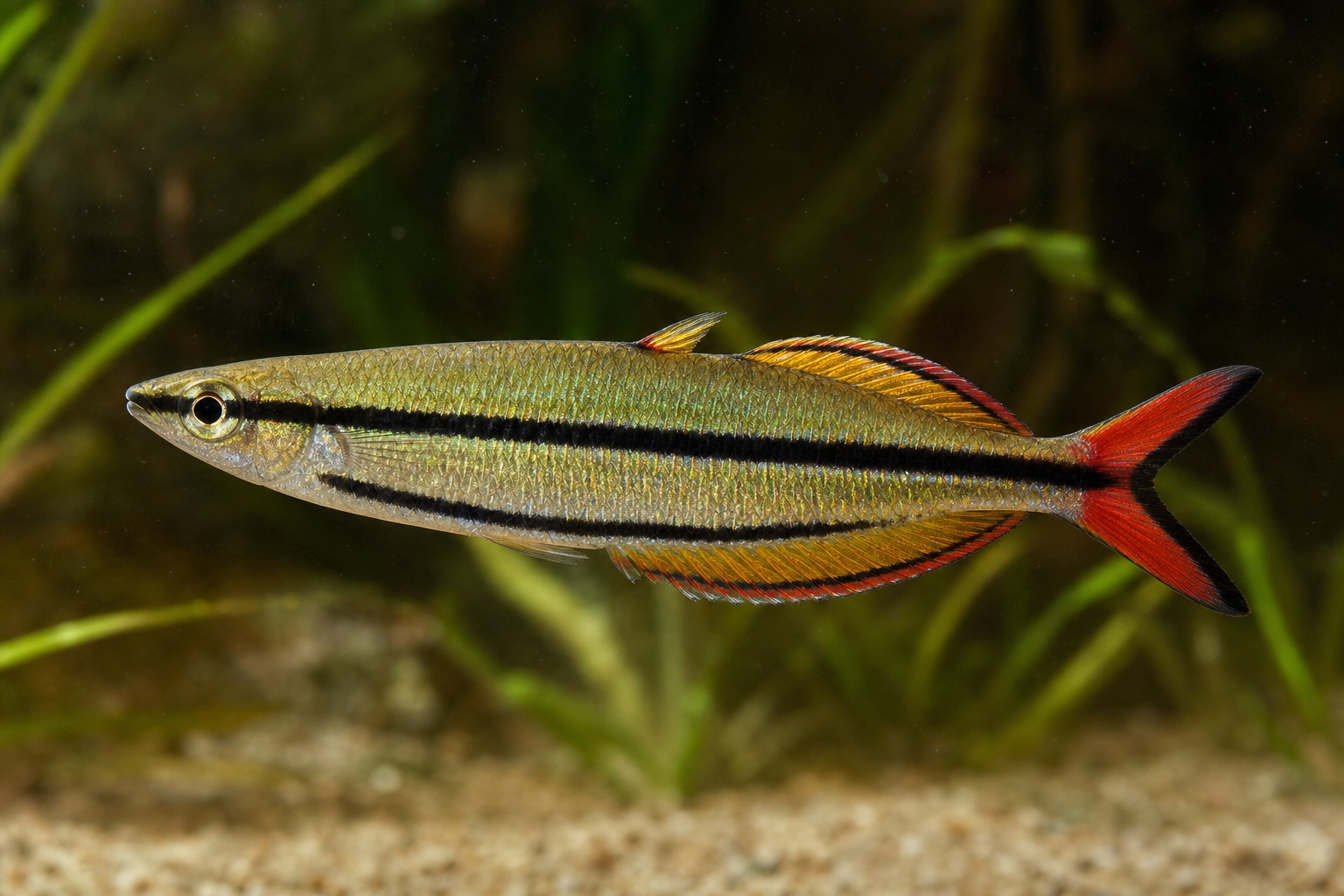 Madagaskar-Regenbogenfisch