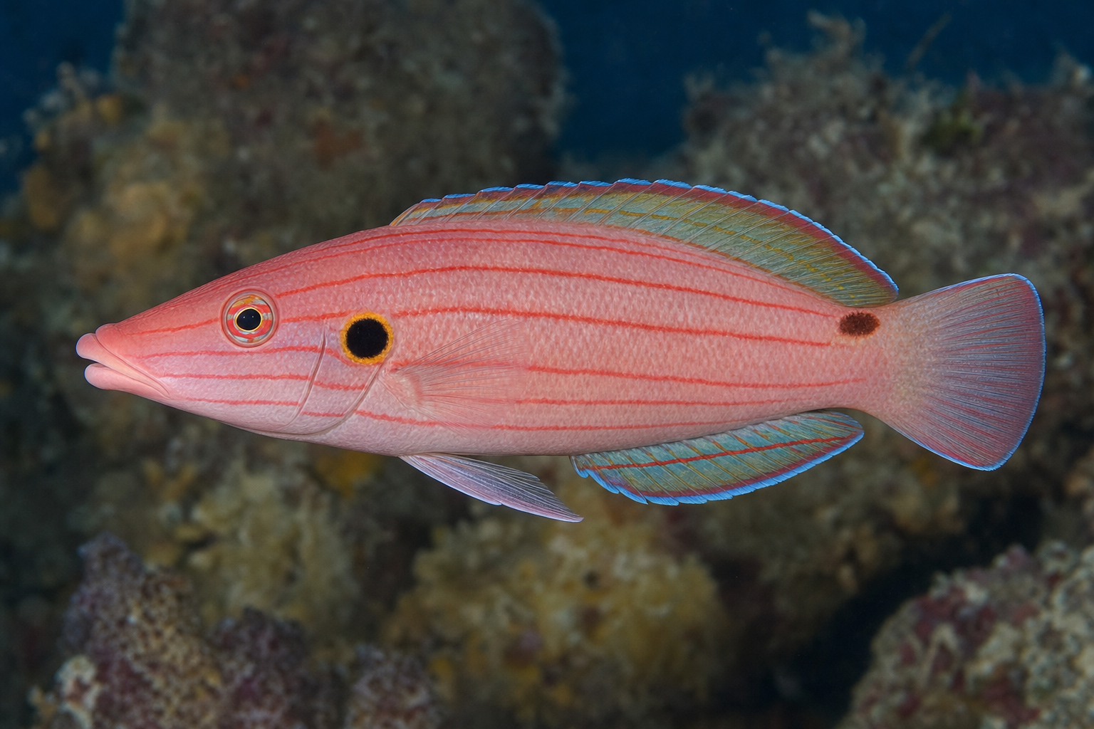 Twospot hogfish (Bodianus bimaculatus)