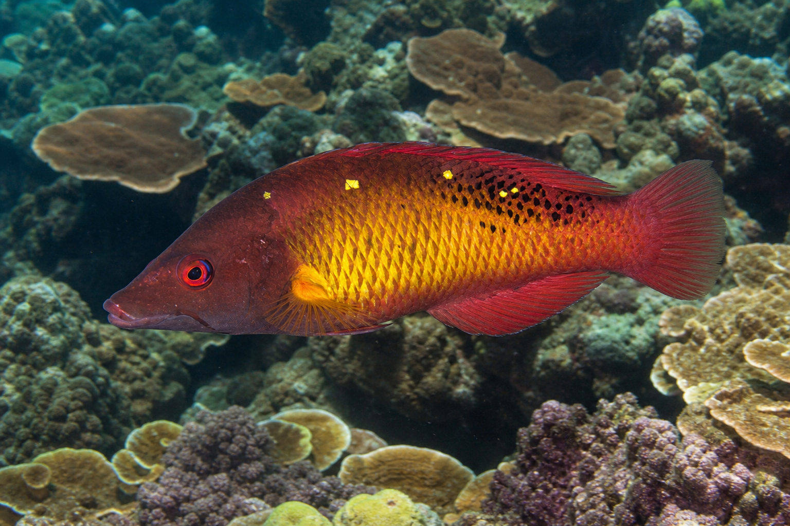 Pesce porco di Diana (Bodianus diana)