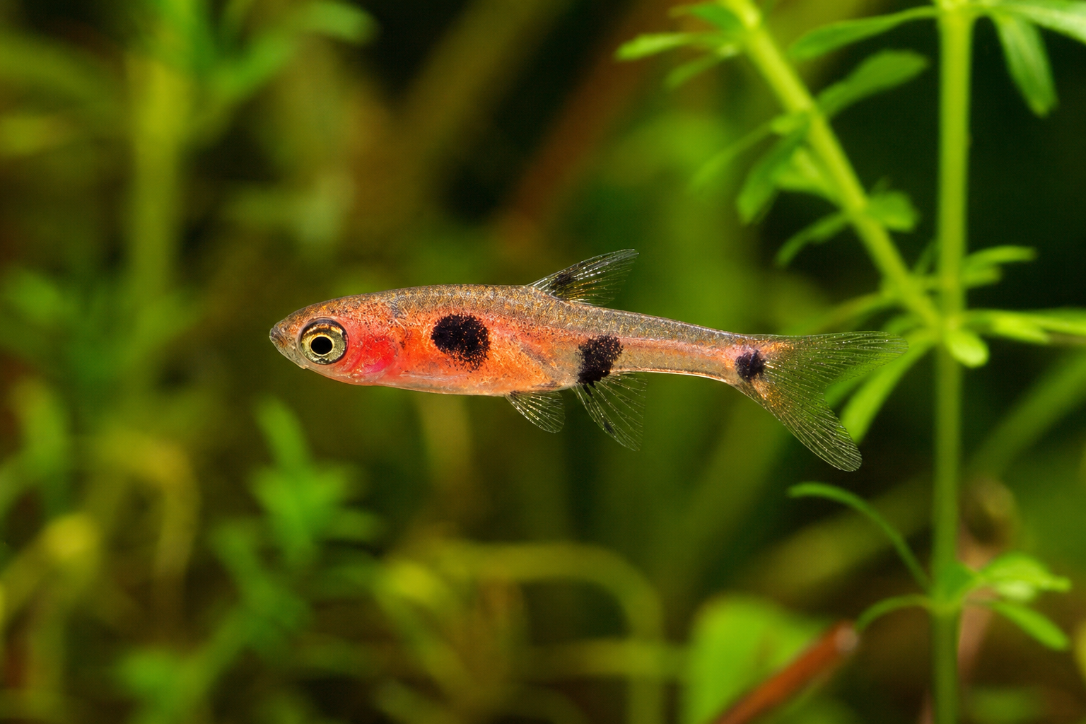 Dwarf rasbora (Boraras maculatus)