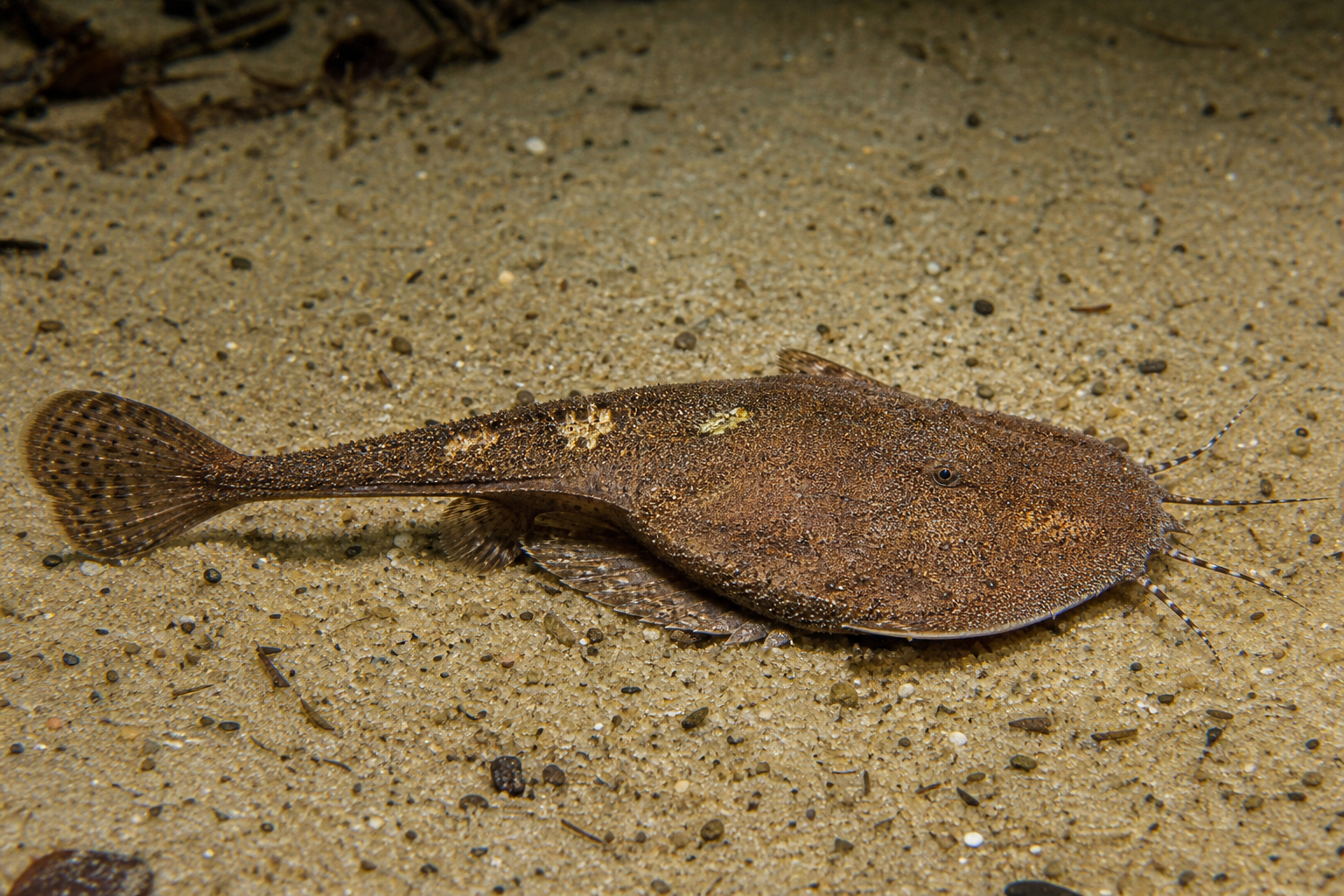 Banjo Catfish