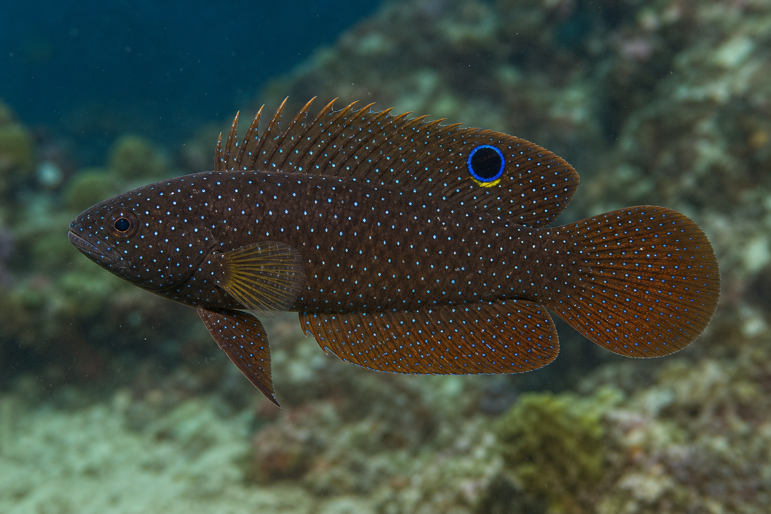 Kometa morska (Calloplesiops altivelis)