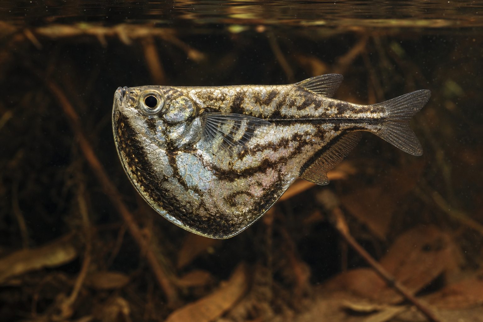 Pesce accetta marmorizzato (Carnegiella strigata)