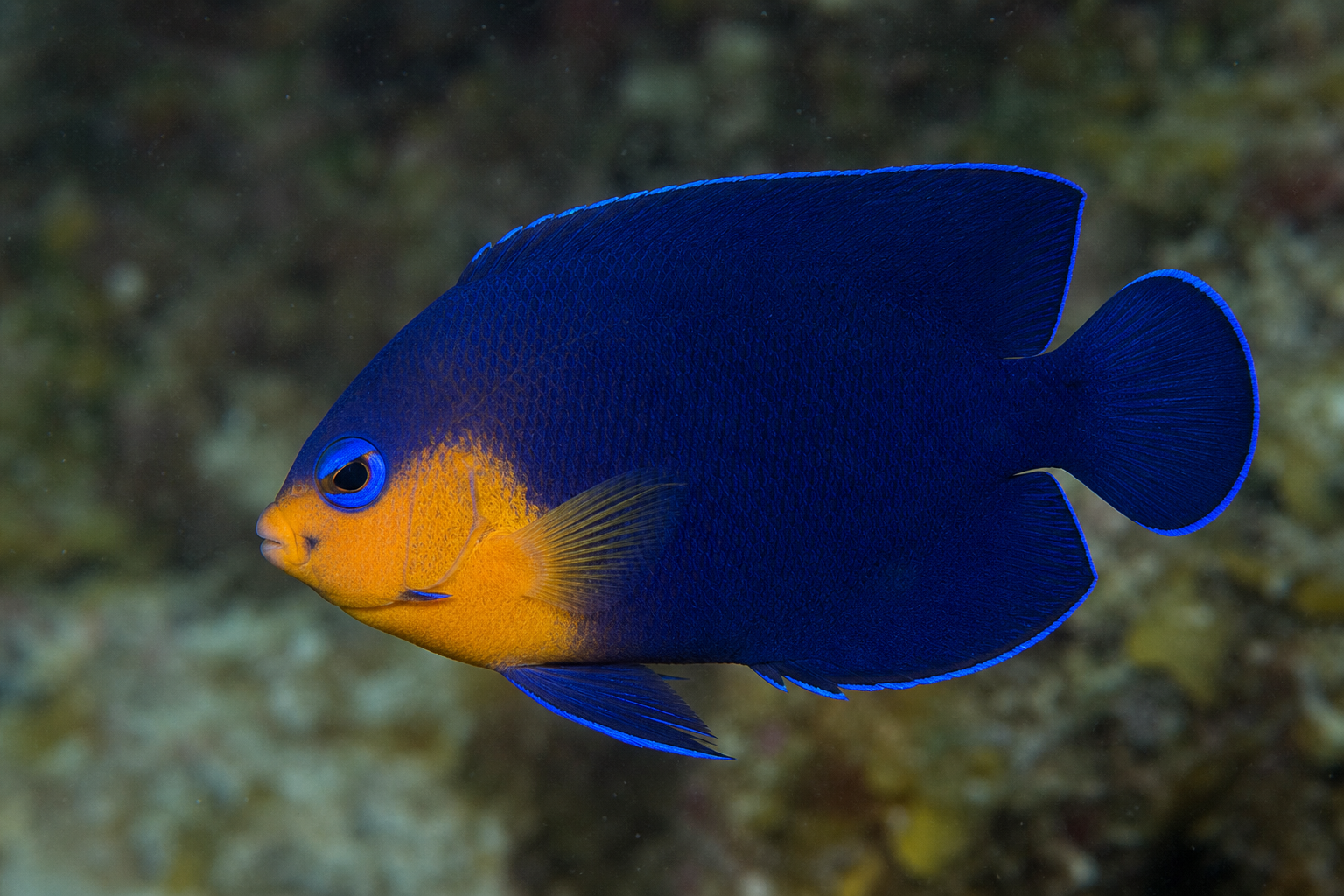 Blaugelber Zwergkaiserfisch