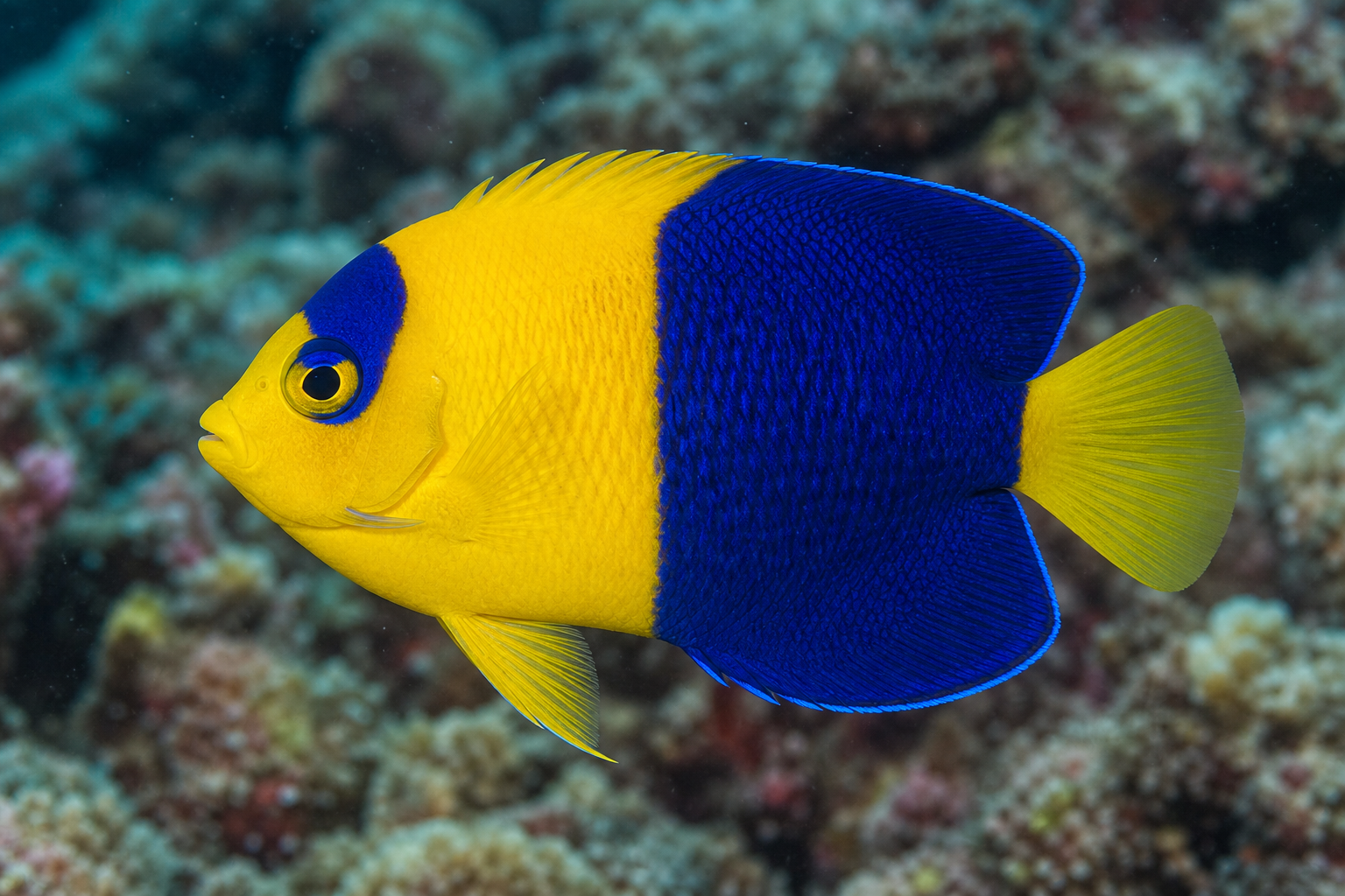 Bicolor angelfish