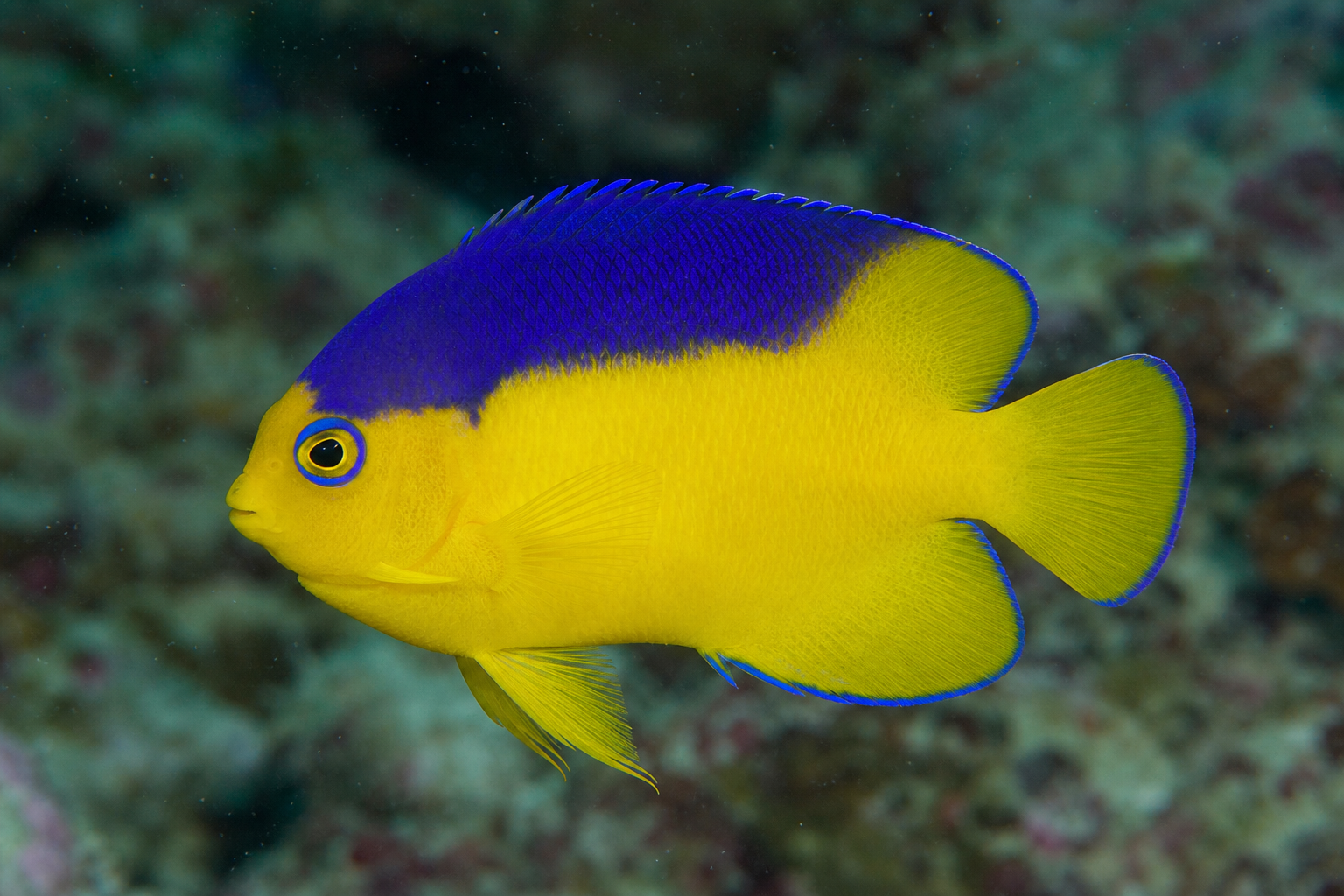 Pomakant karłowaty Colina (Centropyge colini)