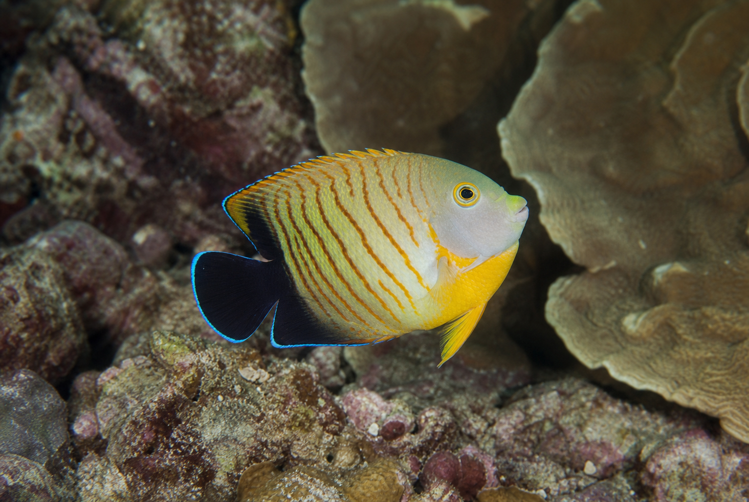 Eibl's angelfish (Centropyge eibli)