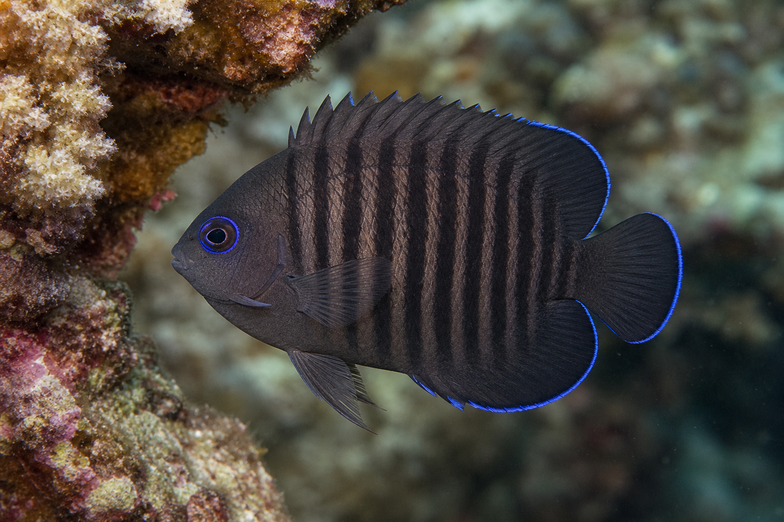 Dusky angelfish (Centropyge multispinis)