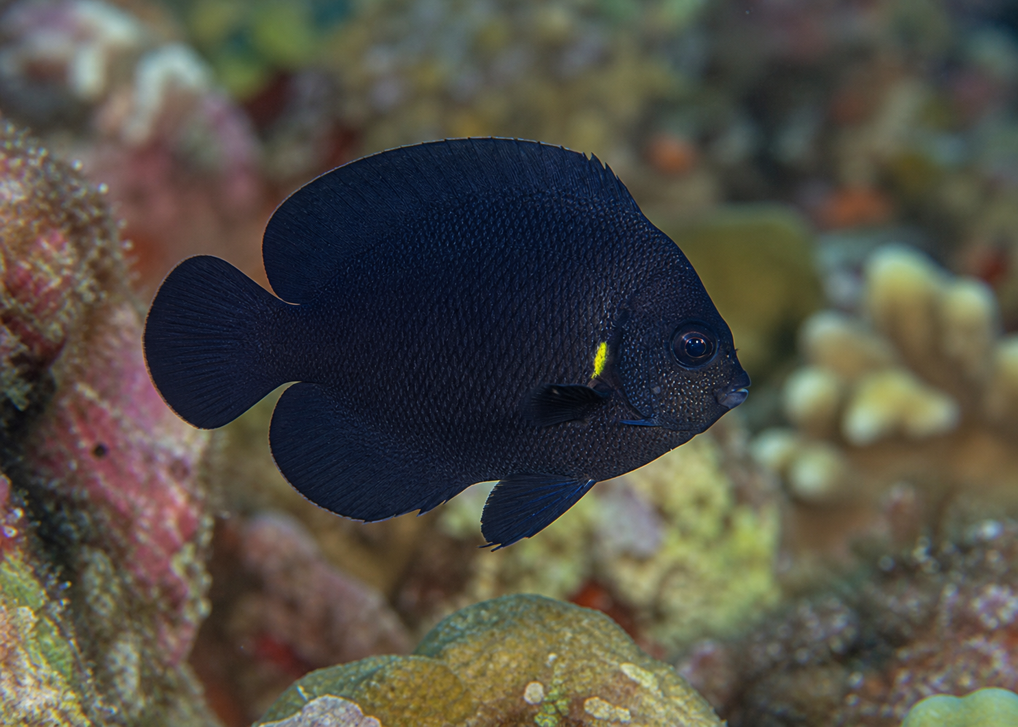 Mitternachts-Zwergkaiserfisch (Centropyge nox)