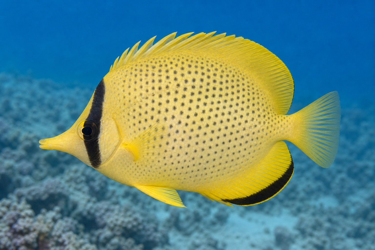 Ustniczek plamkowany (Chaetodon citrinellus)