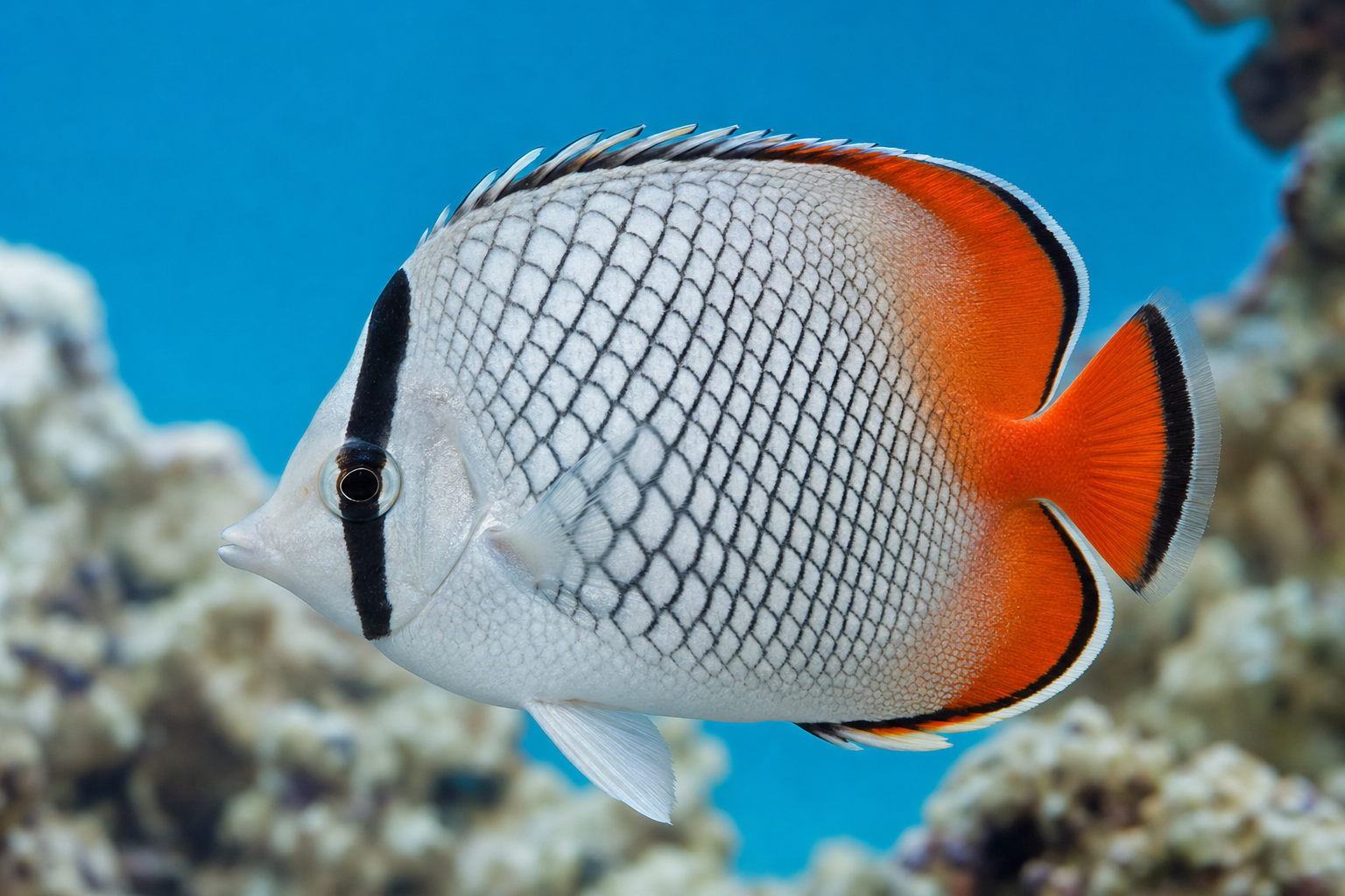 Pesce farfalla perlato (Chaetodon xanthurus)