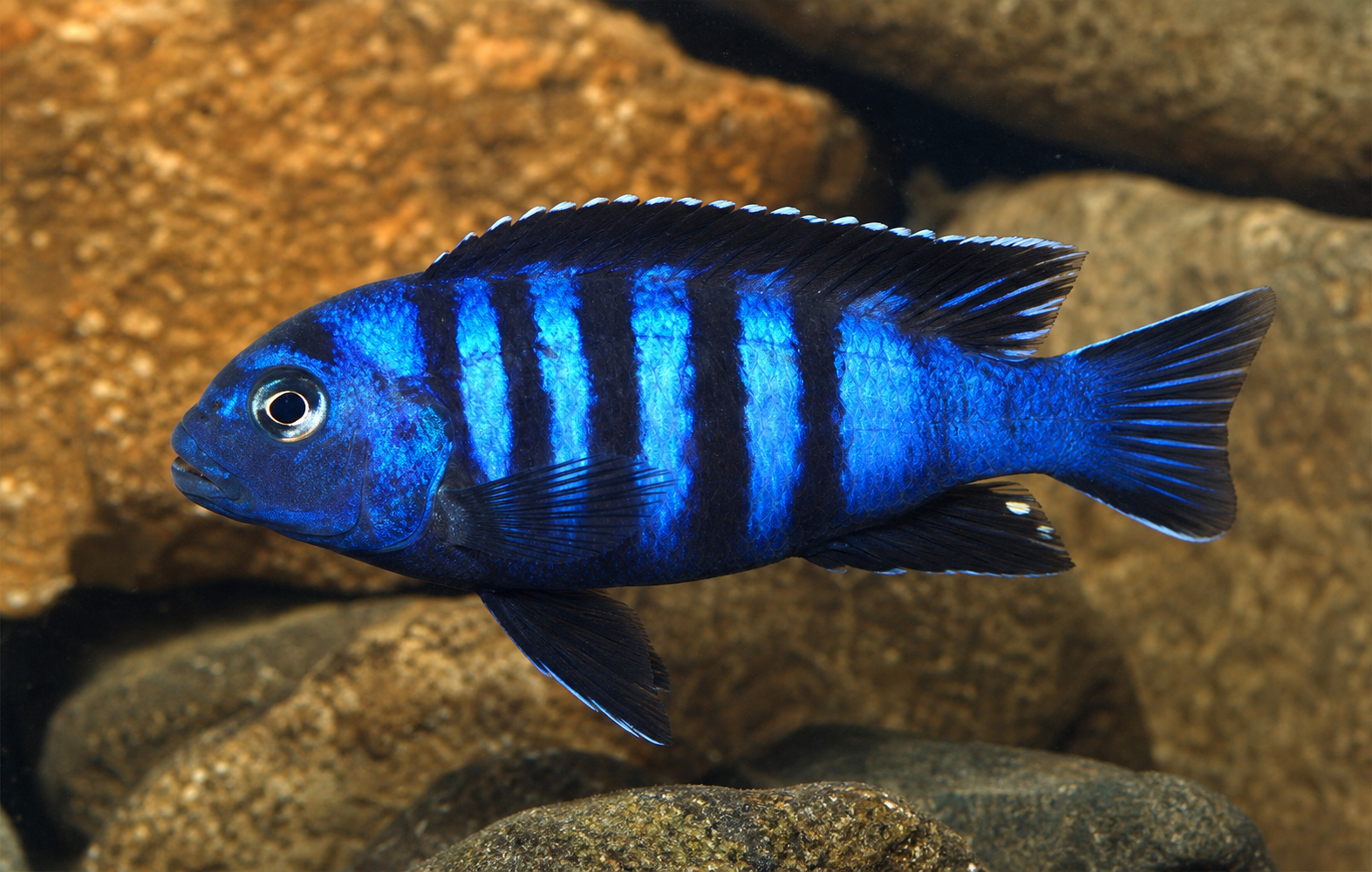 Saulosi cichlid (Chindongo saulosi)