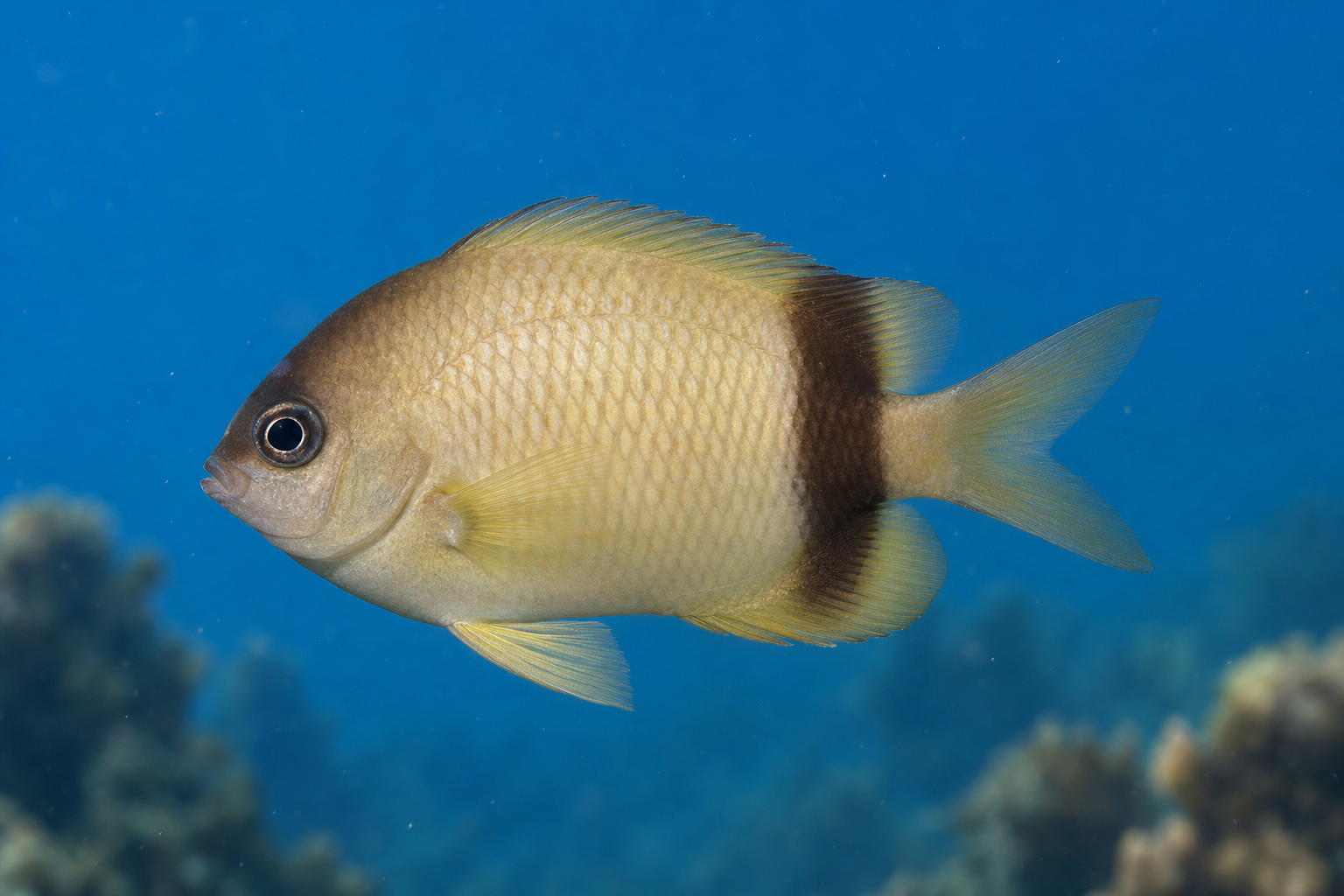 Black-bar chromis