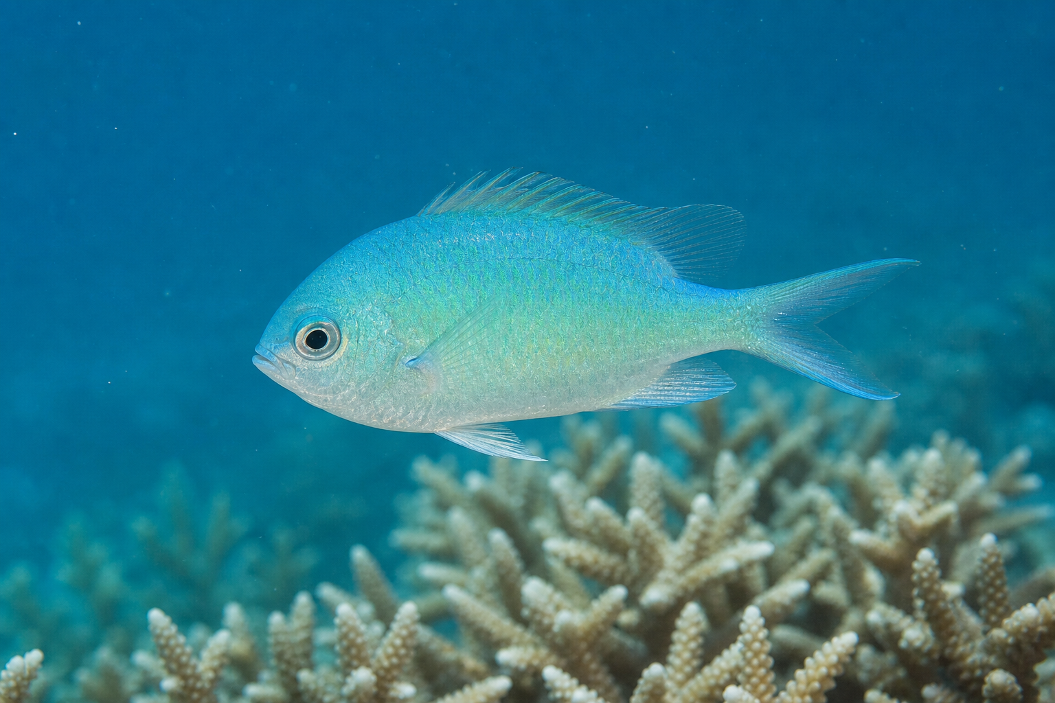 Chromis zielony (Chromis viridis)